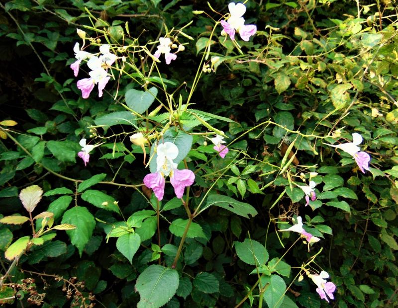 Impatiens balfourii  (Balsaminaceae)